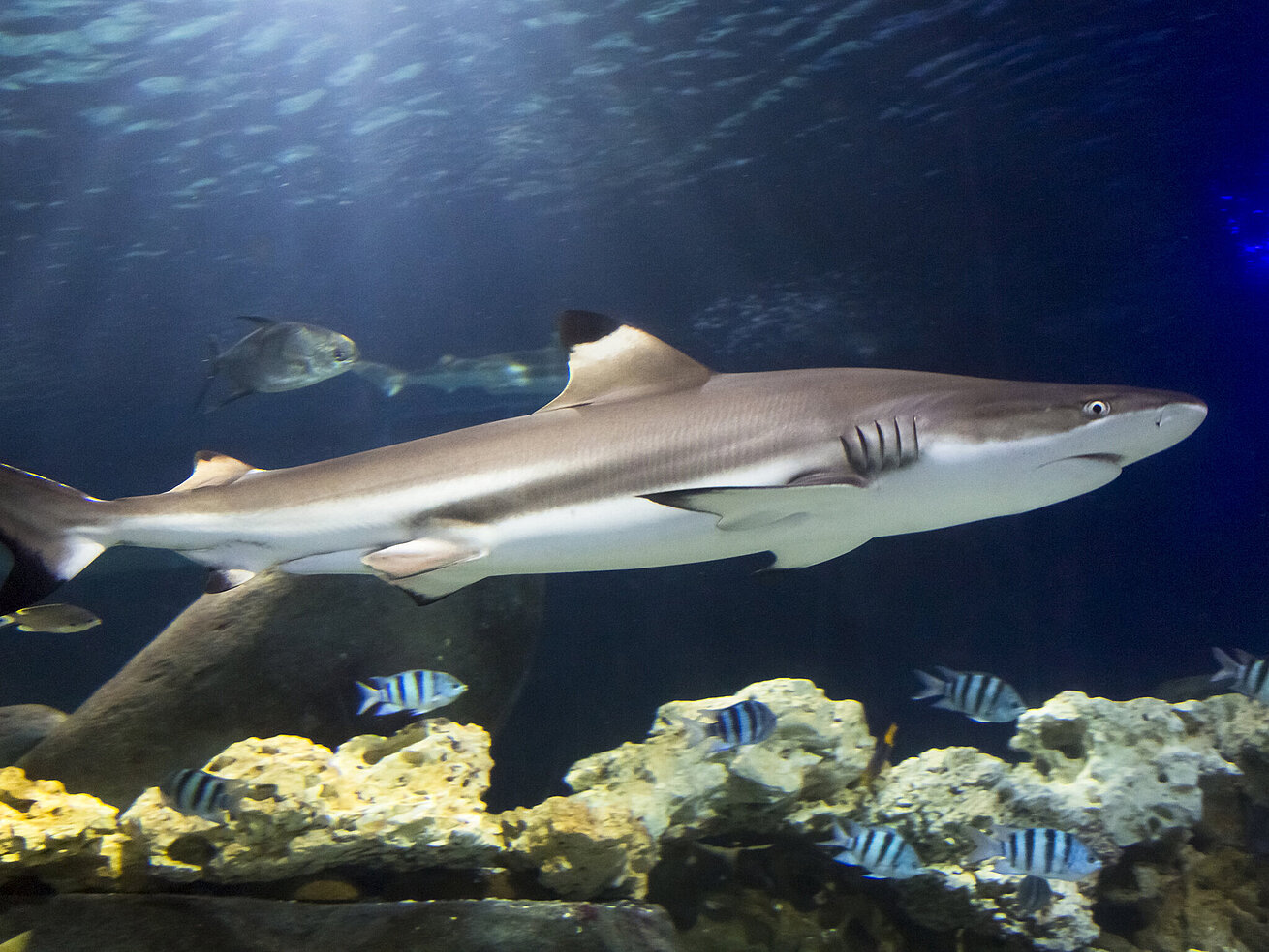 Sea Life Center Timmendorfer Strand