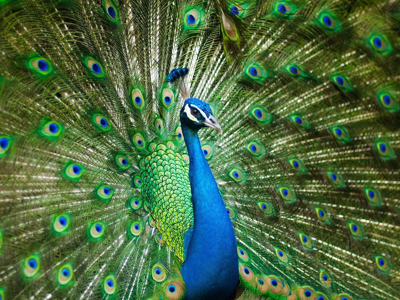 Peacock with spread, colourful green and blue plumage